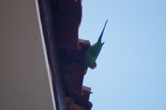 Brotogeris tirica
