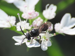 Hylaeus