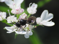 Hylaeus