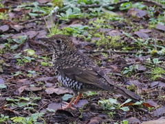 Bassian Thrush photo 3