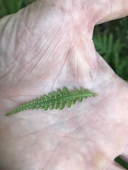 Coryphopteris simulata