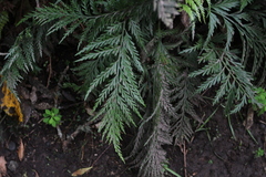 Asplenium appendiculatum appendiculatum