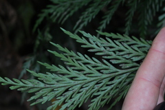 Asplenium appendiculatum appendiculatum