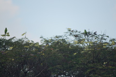 Brotogeris tirica