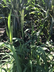 Leptochloa mucronata