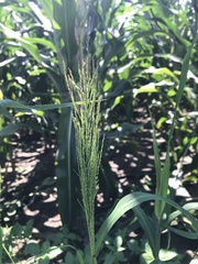 Leptochloa mucronata