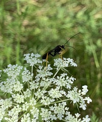 Exetastes suaveolens