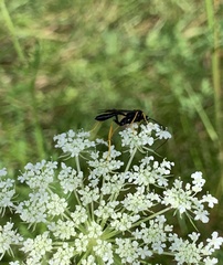 Exetastes suaveolens