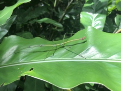 Phraortes stomphax