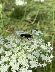 Exetastes suaveolens