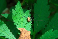 Leiobunum nigropalpi