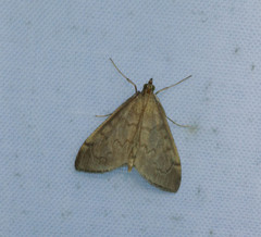 Anania fuscalis