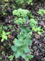 Hylotelephium telephium