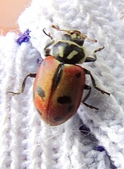Hippodamia sinuata
