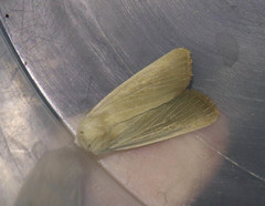 Arenostola phragmitidis