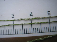 Leptochloa mucronata