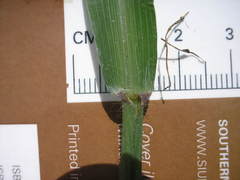 Leptochloa mucronata