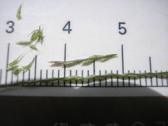 Leptochloa mucronata