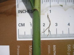 Leptochloa mucronata