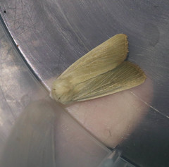 Arenostola phragmitidis