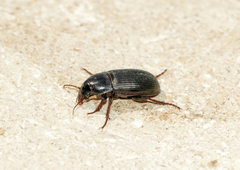 Zabrus tenebrioides