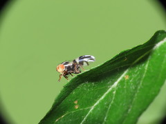 Rhagoletis pomonella