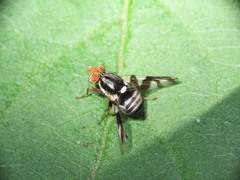 Rhagoletis pomonella