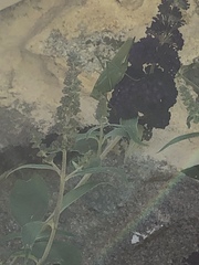 Tettigonia viridissima