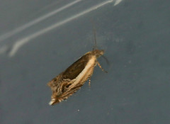 Ancylis apicella