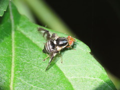 Rhagoletis pomonella