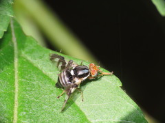 Rhagoletis pomonella