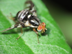 Rhagoletis pomonella