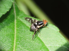 Rhagoletis pomonella