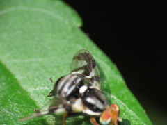 Rhagoletis pomonella