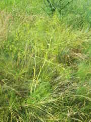 Ferulago galbanifera