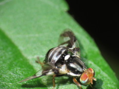 Rhagoletis pomonella