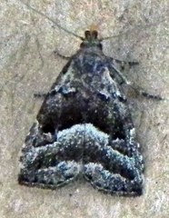Hypenodes caducus