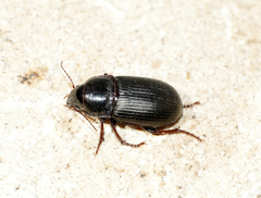 Zabrus tenebrioides