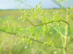 Ferulago galbanifera