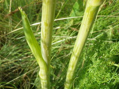 Ferulago galbanifera