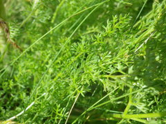 Ferulago galbanifera