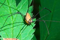 Leiobunum nigropalpi