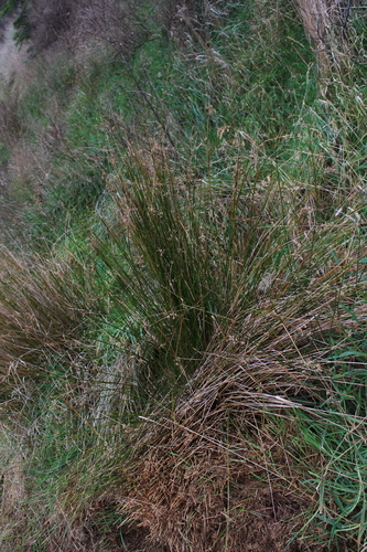 Juncus edgariae (Juncus edgariae)