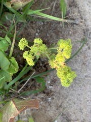 Alchemilla propinqua