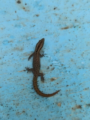 Sphaerodactylus difficilis