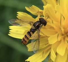 Sphaerophoria rueppellii