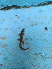Sphaerodactylus difficilis