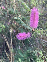 Mimosa dysocarpa