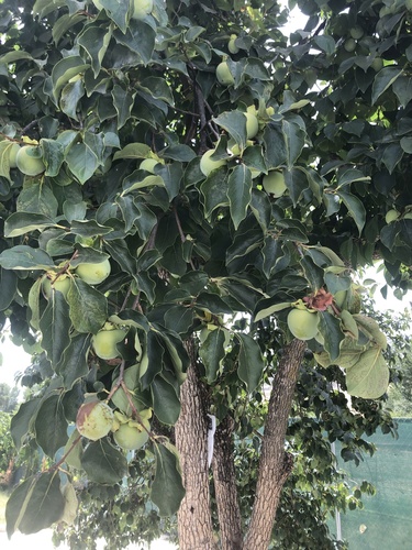 Japanese persimmon