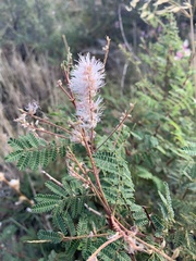 Mimosa dysocarpa